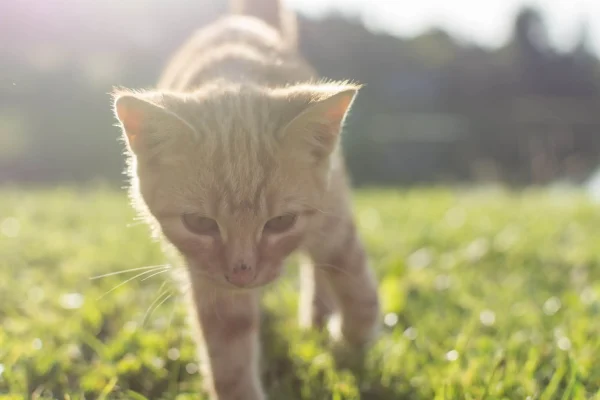 Hotel Ederhof - Bauernhof - 05