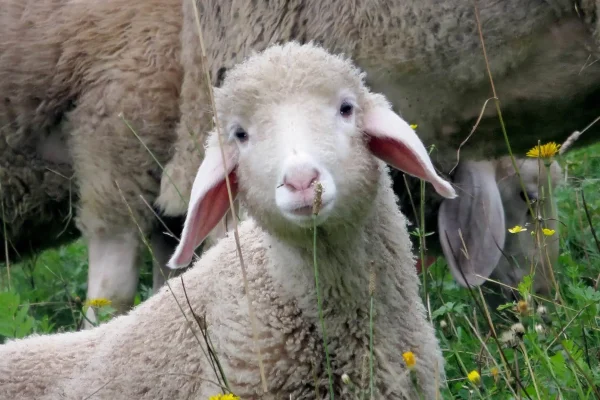 Hotel Ederhof - Bauernhof - 08