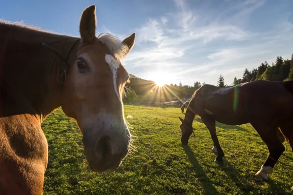 Hotel Ederhof - Reiten - 02